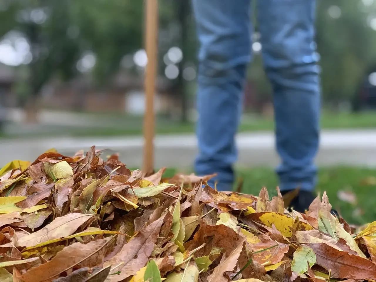 Fall leaf cleanup and yard raking service